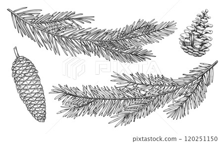 Vector illustration of Pine and Spruce Cone and branches. Outline Drawing with fir Christmas tree for New Year greeting cards or holiday invitations. Black line art of Coniferous twigs for Xmas. 120251150