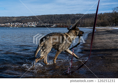 A young happy German Shepherd plays on a beach. Sable coloured working line breed A young happy German Shepherd plays on a beach. Sable coloured working line breed 120251231