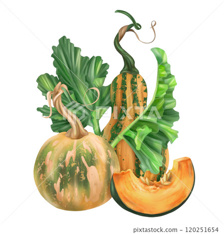 Sustainable gardening, farming, pumpkin cultivation. Health conscious nutrition, conservation care of nature. Organic vegetable seasonal food. Garden plants, agriculture. Isolated illustration Sustainable gardening, farming, pumpkin cultivation. Health conscious nutrition, conservation care of nature. Organic vegetable seasonal food. Garden plants, agriculture. Isolated illustration 120251654