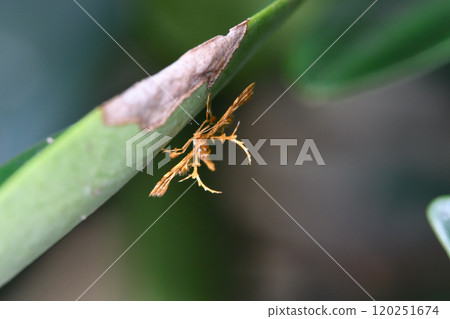 Shirahoshitriba 棲息在葉子上-2 120251674