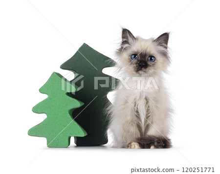 Funny Birman cat on white background Funny Birman cat on white background 120251771