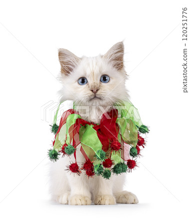 Sacred Birman cat kitten on white background 120251776