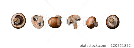 Raw uncooked champignon mushrooms isolated Raw uncooked champignon mushrooms isolated 120251852