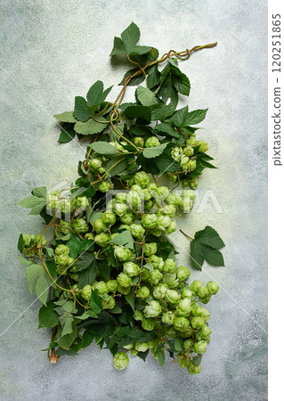 a branch with leaves of fresh hops, beer ingredient, top view , 120251865
