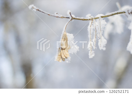 A branch of a tree in the snow close-up 120252171
