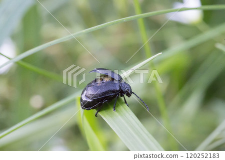 Black beetle on green foliage close up Black beetle on green foliage close up 120252183