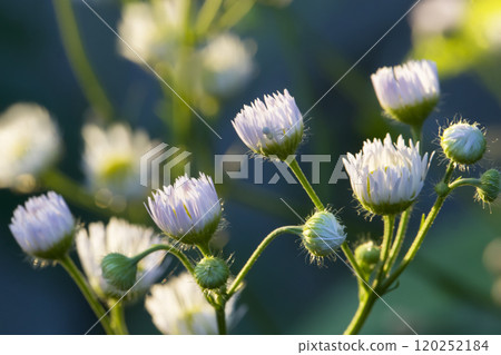 Small white delicate flowers large 120252184