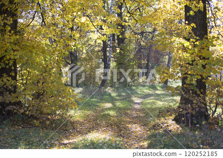 Autumn forest with yellow leaves and fallen leaves 120252185
