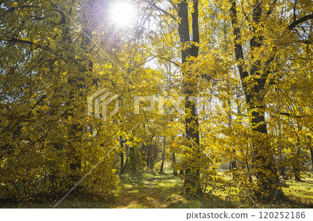 Autumn forest with yellow leaves and fallen leaves 120252186