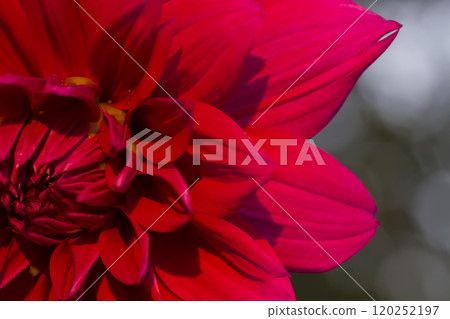 Closeup of red flower petals Closeup of red flower petals 120252197