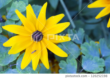 Yellow flower close-up on green background Yellow flower close-up on green background 120252198