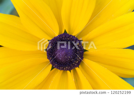 Fragment of a yellow flower close up Fragment of a yellow flower close up 120252199