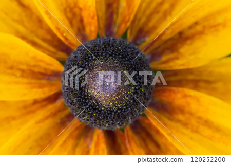 Fragment of a yellow flower close up Fragment of a yellow flower close up 120252200