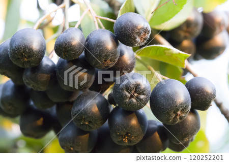 Chokeberry close-up on a background of green leaves 120252201