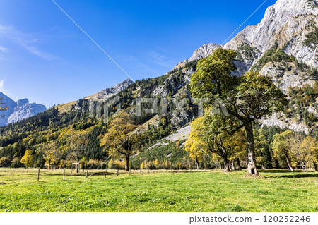 maple trees at Ahornboden, Karwendel mountains, Tyrol, Austria 120252246