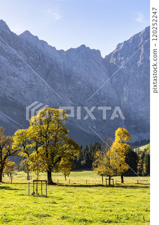 maple trees at Ahornboden, Karwendel mountains, Tyrol, Austria 120252247