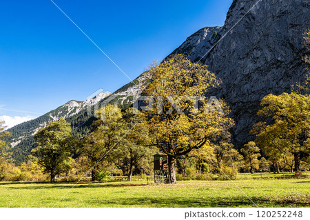 maple trees at Ahornboden, Karwendel mountains, Tyrol, Austria maple trees at Ahornboden, Karwendel mountains, Tyrol, Austria 120252248