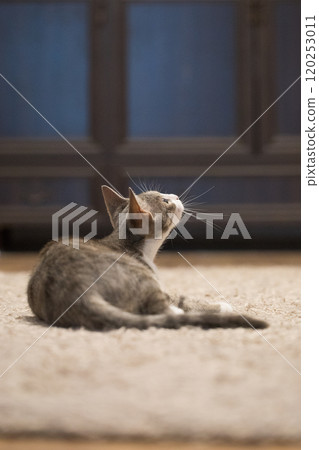 Adorable cat pet looking up indoor Adorable cat pet looking up indoor 120253011
