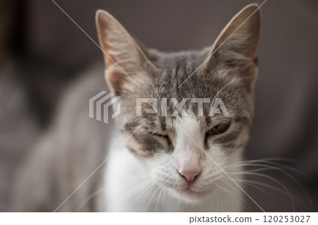 Domestic tabby cat with conjunctivitis 120253027