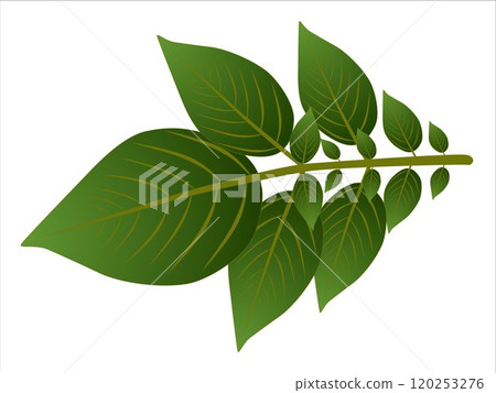 Leaves of a potato bush, Isolated on white background. 120253276