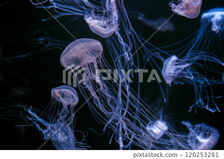 Group of Atlantic sea nettle jellyfish floating in illuminated aquarium with neon light Group of Atlantic sea nettle jellyfish floating in illuminated aquarium with neon light 120253281
