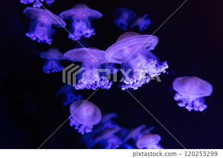 Mediterranean jellyfish, fried egg, Cotylorhiza tuberculata, swim in aquarium with neon light Mediterranean jellyfish, fried egg, Cotylorhiza tuberculata, swim in aquarium with neon light 120253299