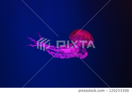 Jellifish South american sea nettle, Chrysaora plocamia swimming in aquarium with illumination 120253308