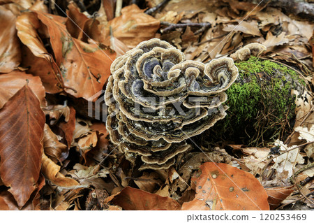 Image of tinder fungus (Fomes fomentarius), which attacks trees, especially beech, and causes white rot on the tree. Image of tinder fungus (Fomes fomentarius), which attacks trees, especially beech, and causes white rot on the tree. 120253469