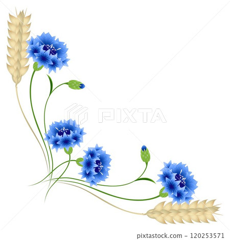 Corner with blue cornflowers and wheat ears on a white background. 120253571