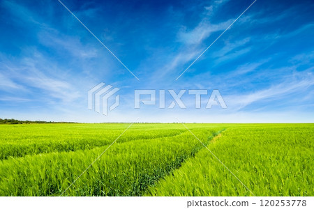 Endless green grain farm field reaching the horizon. Cirrus clouds soar in dark blue sky. Farmer will have good grain harvest. 120253778