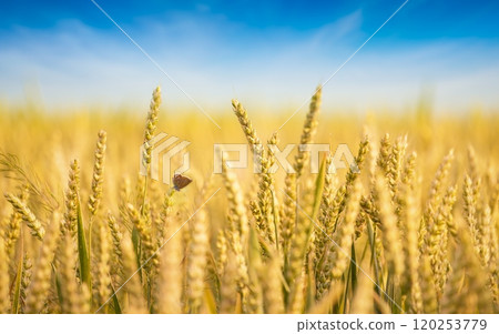 Close up image of ears of golden wheat on blue sky background. Rich harvest of cereals concept. Small butterfly on spikelet of wheat. 120253779