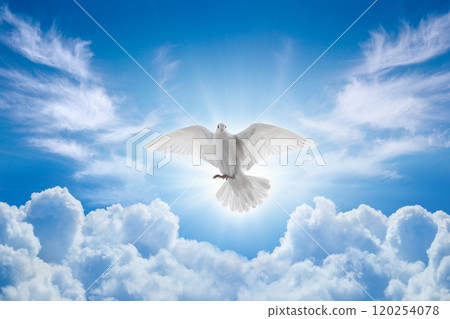Holy Spirit came down in bodily shape, like dove. Bright light shines from heaven, white dove is symbol of purity and peace 120254078