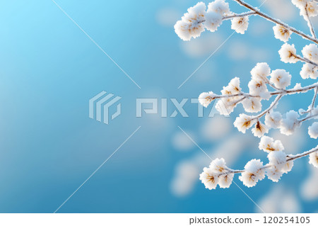 delicate winter festive background with a branch covered with frost like flowers delicate winter festive background with a branch covered with frost like flowers 120254105