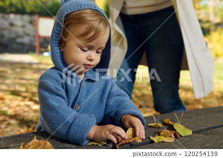 Adorable child in blue sweater explores autumn leaves outdoors 120254139