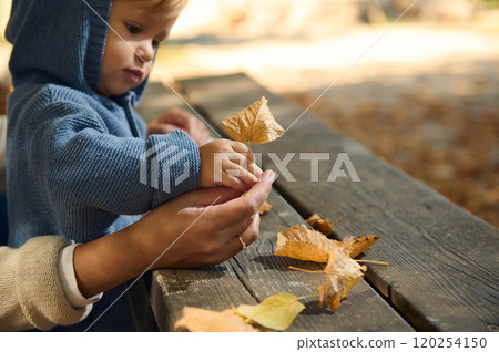 Toddler exploring autumn leaves with a parent's guidance in park 120254150