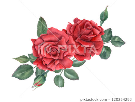 Garden dark red rose bouquet watercolor illustration. Blooming flowers, buds and green leaves painting in realistic style. for wedding greetings, for memory day cards, invitations 120254293