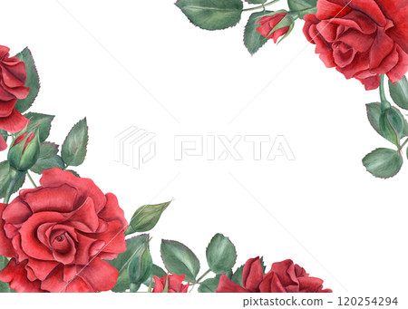 Vibrant red roses. Scarlet flowers with green leaves. Intertwining rose stems with bud. Blooming summer plant. Horizontal frame with empty space. Watercolor illustration. Memorial day, birthday design 120254294
