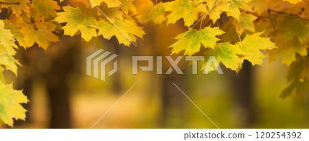 Wide autumn background with yellow maple leaves, season is fall, shallow depth of field Wide autumn background with yellow maple leaves, season is fall, shallow depth of field 120254392