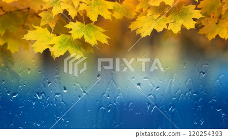 Autumn background with yellow maple leaves, window glass with rain drops, rainy day 120254393