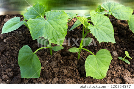 Sprout of a cucumber. Cucumber seedling. Sprout of a cucumber. Cucumber seedling. 120254577