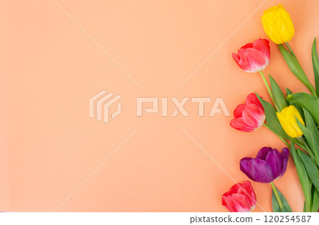 Colorful Tulips on Pastel Orange Background for Springtime Colorful Tulips on Pastel Orange Background for Springtime 120254587