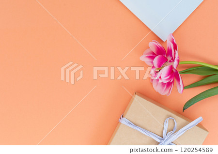 Elegant Pink Tulip with Gift on Pastel Orange Background Elegant Pink Tulip with Gift on Pastel Orange Background 120254589