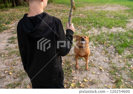 Boy Playing Fetch with Excited Dog in Park Thankful For My Dog Day 120254600
