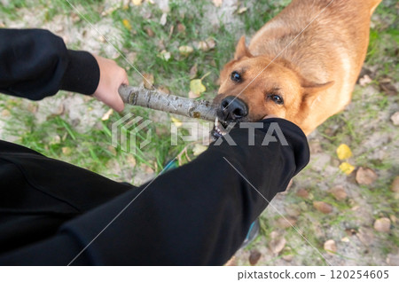 Playful Dog Tugging on Stick with Human in Park Playful Dog Tugging on Stick with Human in Park 120254605
