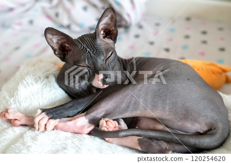Relaxed Sphynx Cat Lounging on Soft Bed 120254620