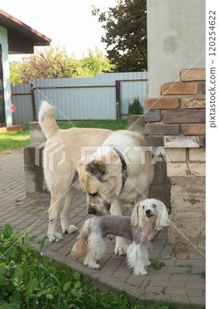 Big Dog and Small Dog Standing Side by Side Outdoors Big Dog and Small Dog Standing Side by Side Outdoors 120254622