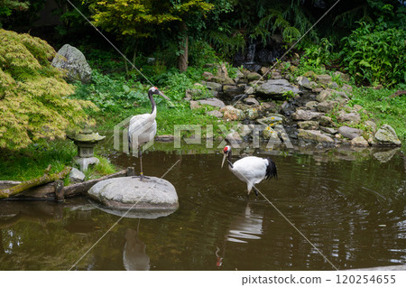Tranquil Japanese Garden with Elegantly Poised Cranes 120254655