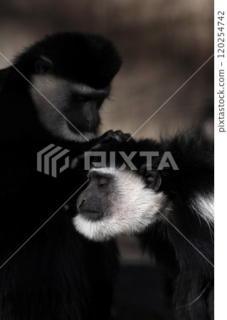 阿比西尼亞疣猴梳頭 120254742