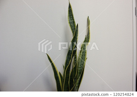 室內植物Sansuveria 室內植物Sansuveria 120254824