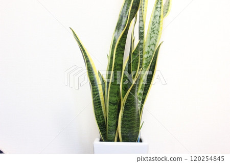 室內植物Sansuveria 室內植物Sansuveria 120254845